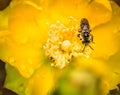 Bee on flower Royalty Free Stock Photo