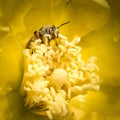 Bee on flower Royalty Free Stock Photo