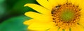 Honey bee pollinating a sunflower. insect, flower, agriculture honeybee, banner, nature Royalty Free Stock Photo