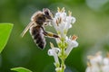 Bee on flower