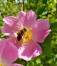 bee on a pink rose hip flower. Bee on a rose hip flower. canker-bloom A honey bee and a flower wild rose wildlife.