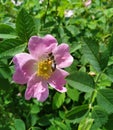 Bee on a rose hip flower. canker-bloom A honey bee and a flower wild rose A bee and a flower Royalty Free Stock Photo