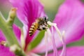 Bee on a flower of Hong kong orchid tree Royalty Free Stock Photo