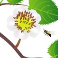 Bee and flower of kiwi with leaves on a white background. Royalty Free Stock Photo