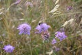 Bee on flower Knautia arvensis Royalty Free Stock Photo