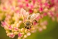 Bee on flower of livelong Royalty Free Stock Photo