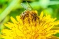 Bee in flower looking for food