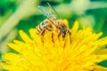 Bee in flower looking for food