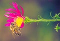 Bee in flower looking for food