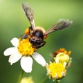 Bee on flower looking for pollen
