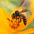 Bee on a flower, looking for pollen