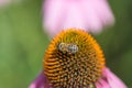 Bee on the flower