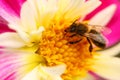 Bee on flower macro