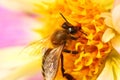 Bee on flower macro