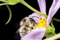 Bee on flower. Macro Royalty Free Stock Photo