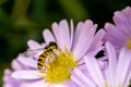 A bee on a flower. Macro photo. Royalty Free Stock Photo