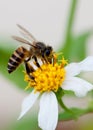 Bee on the flower. Royalty Free Stock Photo