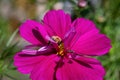 Bee on a flower macro summer background Royalty Free Stock Photo