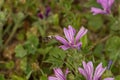 Bee on a flower of a mallow Malva sylvestris Royalty Free Stock Photo