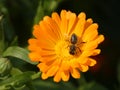 Bee in the Flower of Marigold Calendula Officinalis