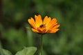 Bee in the Flower of Marigold Calendula Officinalis. Bee inside of orange coloured flower in shine of the sun.