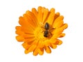 Bee on the Flower of Marigold Calendula Officinalis Isolated