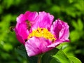 Bee on a flower of mountain peony Royalty Free Stock Photo
