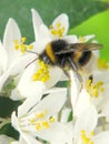 Bee on a flower at The National Botanic Gardens of Dublin Royalty Free Stock Photo