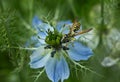 Bee on flower nigella Royalty Free Stock Photo