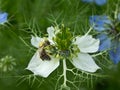 Bee on flower nigella Royalty Free Stock Photo