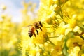 Bee flower orange nature nectar pollination beauty closeup honey blossom pollen insect Royalty Free Stock Photo