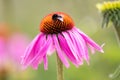 A Bee On A Pink And Orange Flower With Out Of Focus Elements