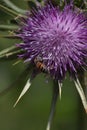 Bee on flower