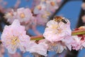 A bee on a flower Pink spring cherry blossom, Cherry tree branch with spring pink flowers In March in South Korea Royalty Free Stock Photo