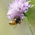 Bee on a flower