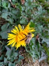 The honey bee on flower