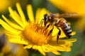 Bee flower population. Generate Ai Royalty Free Stock Photo