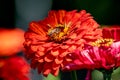 Bee on a flower. Red dahlia flower. European honey bee. Apis mellifera in Switzerland Royalty Free Stock Photo