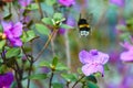 Bee on flower rosemary Royalty Free Stock Photo