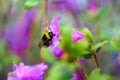 Bee on flower rosemary Royalty Free Stock Photo