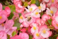 Bee on a flower