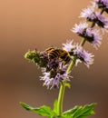 Bee and flower Royalty Free Stock Photo