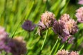 Bee on the flower. Small useful insect is working and making honey. Honeybee with wing on the blossom. Spring at countryside of me Royalty Free Stock Photo