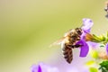 Bee on the flower. Small useful insect is working and making honey. Honeybee with wing on the blossom. Spring at countryside of me Royalty Free Stock Photo