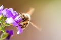 Bee on the flower. Small useful insect is working and making honey. Honeybee with wing on the blossom. Spring at countryside of me Royalty Free Stock Photo