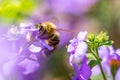 Bee on the flower. Small useful insect is working and making honey. Honeybee with wing on the blossom. Spring at countryside of me Royalty Free Stock Photo