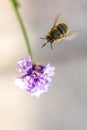 Bee on the flower. Small useful insect is working and making honey. Honeybee with wing on the blossom. Spring at countryside of me Royalty Free Stock Photo