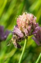 Bee on the flower. Small useful insect is working and making honey. Honeybee with wing on the blossom. Spring at countryside of me Royalty Free Stock Photo