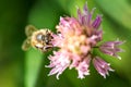 Bee on the flower. Small useful insect is working and making honey. Honeybee with wing on the blossom. Spring at countryside of me Royalty Free Stock Photo