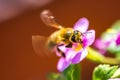 Bee on the flower. Small useful insect is working and making honey. Honeybee with wing on the blossom. Spring at countryside of me Royalty Free Stock Photo